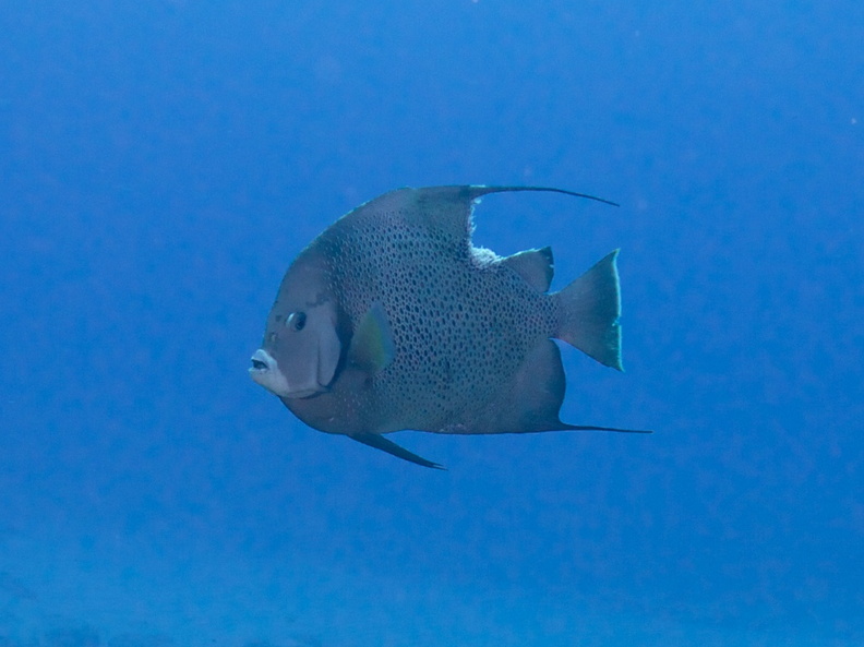 Gray Angelfish - that will leave a mark! IMG_4842.jpg